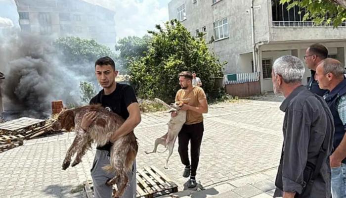 شاهد لحظة مؤثرة: شابان ينقذان كلبين من النيران في تركيا شاهد لحظة مؤثرة: شابان ينقذان كلبين من النيران في تركيا