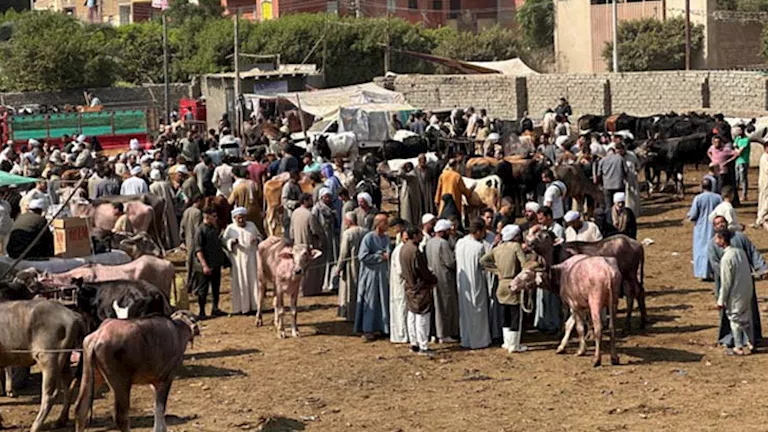 صور: حركة نشطة وإقبال كبير في سوق المواشي بالوراق قبل عيد الأضحى صور: حركة نشطة وإقبال كبير في سوق المواشي بالوراق قبل عيد الأضحى