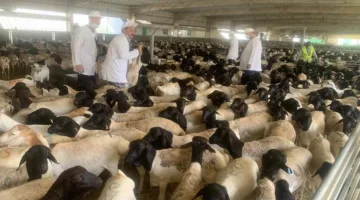 صور.. وزير الزراعة يراقب جهود البعثة البيطرية في الإشراف على الأضاحي في السعودية