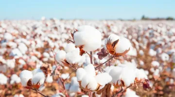 عقود القطن تشهد انخفاضاً بالقرب من أدنى مستوياتها بسبب زيادة العرض وتراجع الطلب العالمي