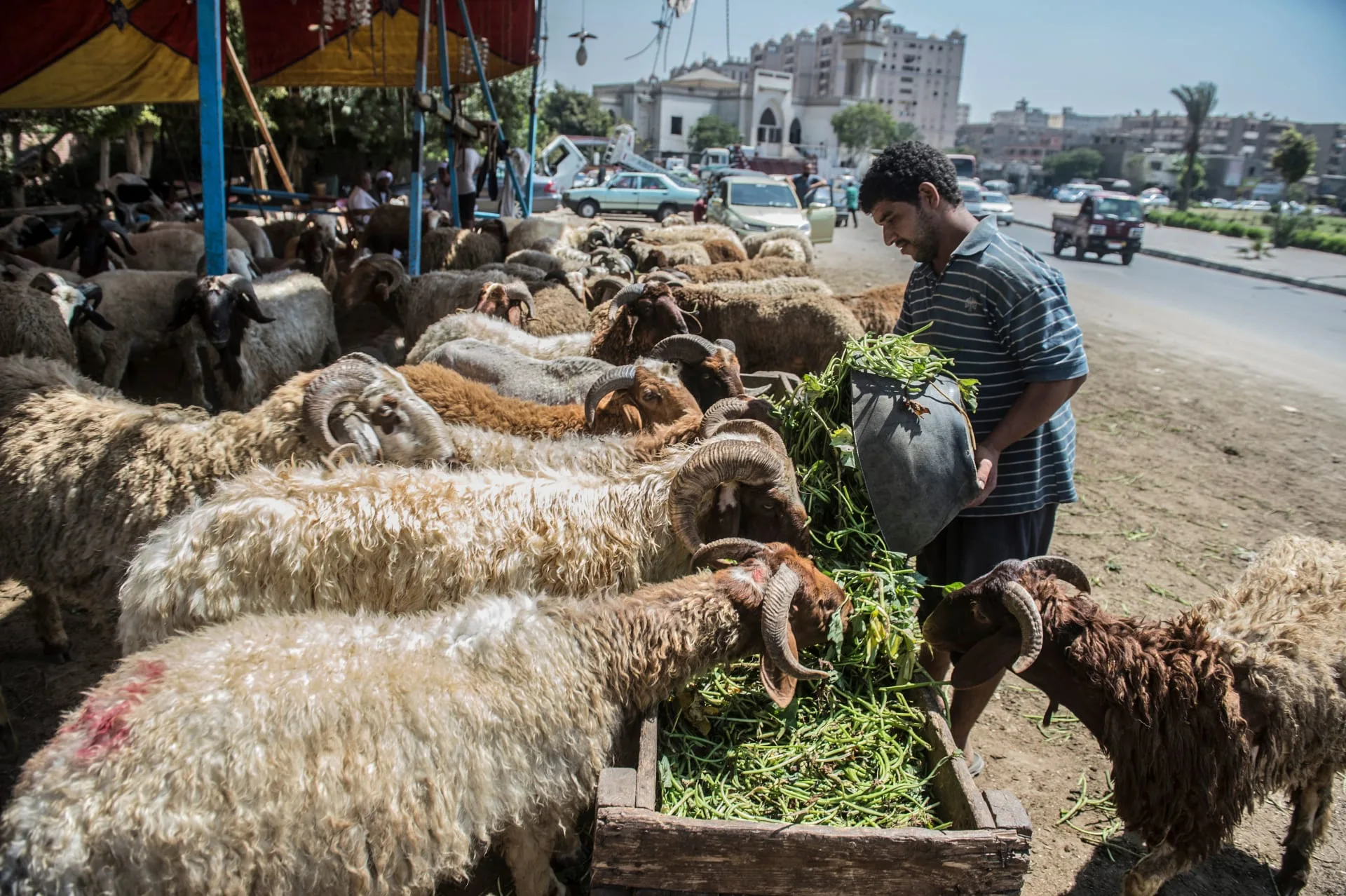 غرامة 10 آلاف جنيه والسجن لمدة عام: عقوبات شديدة لمن يقوم بذبح الأضاحي خارج المجازر الحكومية. غرامة 10 آلاف جنيه والسجن لمدة عام: عقوبات شديدة لمن يقوم بذبح الأضاحي خارج المجازر الحكومية.