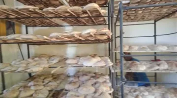 فقط 37 مليون رغيف من الخبز المدعوم تم إنتاجه من المخابز المحلية في الأقصر خلال فترة أسبوعين