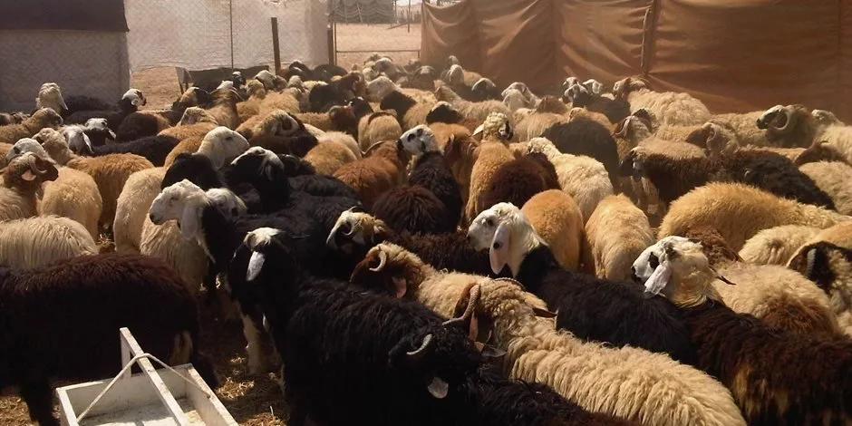 قبل عيد الأضحى: زيادة بنسبة 10% في أسعار الأضاحي واللحوم مع إقبال معتدل على الشراء