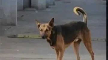 كلب هائج يهاجم 11 فردًا، من بينهم أطفال، في قرية إيبار بالغربية