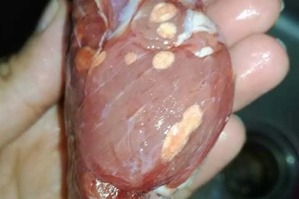 كيف تحمي نفسك من “حروق التجميد”؟.. أخطاء شائعة في تخزين اللحوم تحذر منها الإرشادات البيطرية