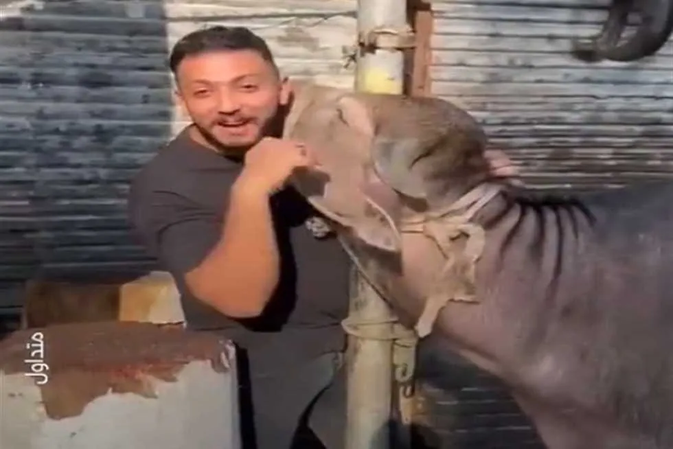 «لحظات مؤثرة بين الأضحية والجزار قبل الذبح تجذب الأنظار على السوشيال ميديا» «لحظات مؤثرة بين الأضحية والجزار قبل الذبح تجذب الأنظار على السوشيال ميديا»
