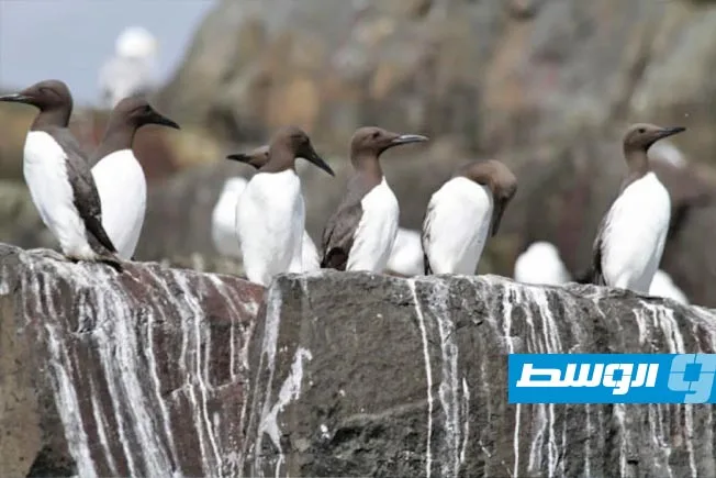 لماذا تستطيع الطيور التكيف مع “الحموضة”؟.. دراسة صينية تكشف عن السبب لماذا تستطيع الطيور التكيف مع “الحموضة”؟.. دراسة صينية تكشف عن السبب