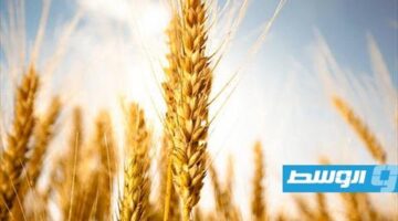 ليبيا تشتري 1.6 مليون طن من القمح الروسي في غضون 11 شهراً.