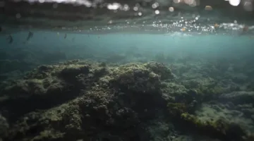 مؤتمر عالمي يهدف إلى حماية المحيطات وتعزيز استخداماتها المستدامة