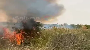 ما أسباب اندلاع الحرائق في مزارع شرق النفق بالسويس؟ (صور)