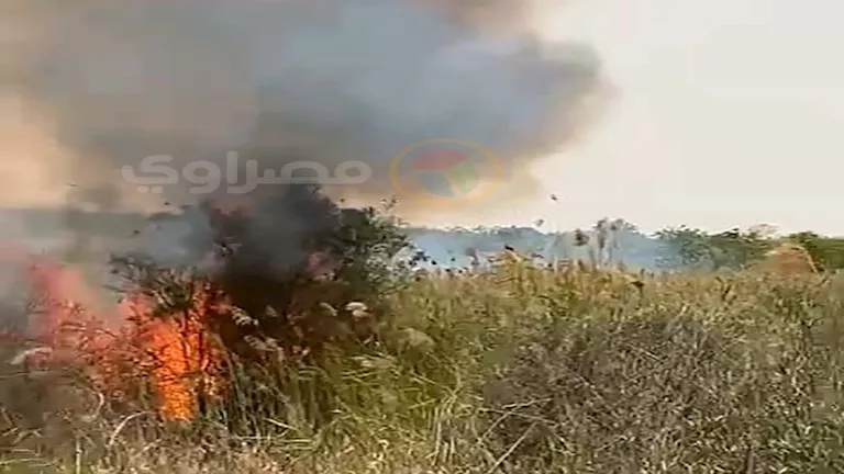 ما أسباب اندلاع الحرائق في مزارع شرق النفق بالسويس؟ (صور)