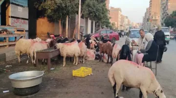ما هي دلالات قبول الأضحية؟… أمين الفتوى يشرح