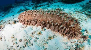 مادة مأخوذة من خيار البحر تُعيق تطور السرطان