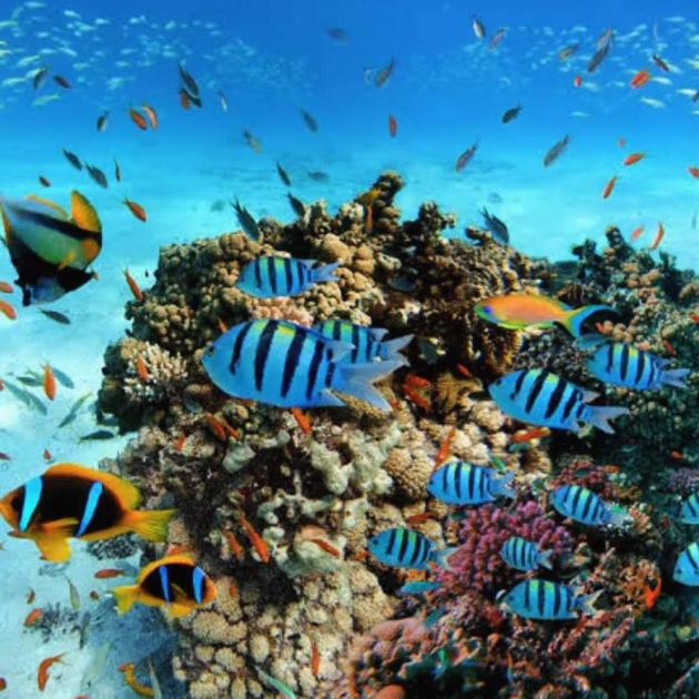 مبادرة مصرية لتحويل ساحل البحر الأحمر إلى محمية طبيعية مبادرة مصرية لتحويل ساحل البحر الأحمر إلى محمية طبيعية