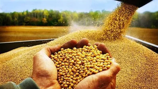 مجلس الوزراء: توافر خامات الأعلاف المحلية والمستوردة.. واستقرار أسواق الدواجن واللحوم.