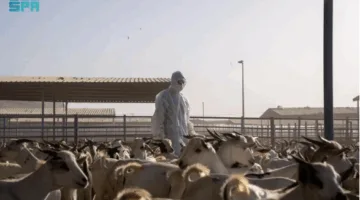 مركز “وقاء” يعزز نشاطاته لحماية الأضاحي من الأمراض خلال موسم الحج لعام 1446هـ