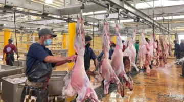 مسالخ نجران تستقبل أكثر من 6500 ذبيحة خلال عيد الأضحى وأيام التشريق