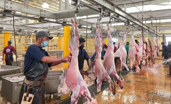 مسالخ نجران تستقبل أكثر من 6500 ذبيحة خلال عيد الأضحى وأيام التشريق مسالخ نجران تستقبل أكثر من 6500 ذبيحة خلال عيد الأضحى وأيام التشريق
