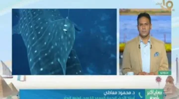 مصر تدشن أول مشروع لرصد أسماك القرش بواسطة الأقمار الصناعية في البحر الأحمر