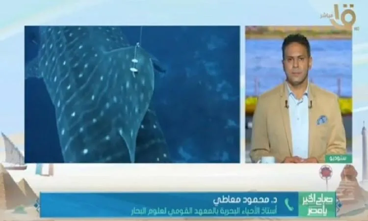 مصر تدشن أول مشروع لرصد أسماك القرش بواسطة الأقمار الصناعية في البحر الأحمر