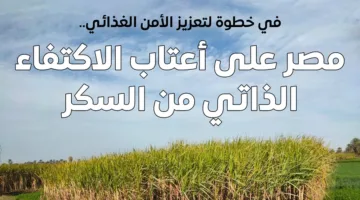 مصر تصل إلى الاكتفاء الذاتي من السكر بحلول 2026 تحت قيادة الرئيس السيسي