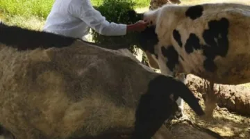 مصر تواجه انتشار مرض الحمى القلاعية بعد ظهوره في 4 دول بالمنطقة