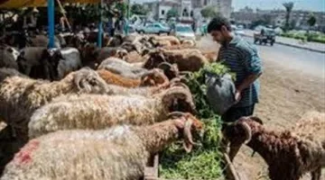 مفتي الجمهورية: صكوك الأضاحي معتمدة شرعياً وتوزيعها يخضع لشروط معينة