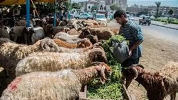 مفتي الجمهورية: صكوك الأضاحي معتمدة شرعياً وتوزيعها يخضع لشروط معينة مفتي الجمهورية: صكوك الأضاحي معتمدة شرعياً وتوزيعها يخضع لشروط معينة