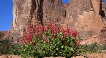 نبات الحمّيض وأزهار البرية في السعودية: رموز الربيع التي تعزز الاستدامة البيئية وتحافظ على التراث