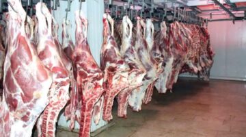 نتائج جهود الحكومة لتلبية احتياجات المواطنين من اللحوم ومنتجات الألبان