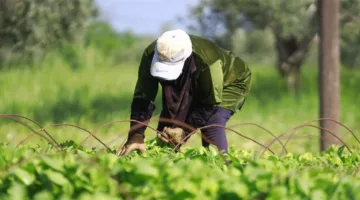 نداء من مزارعي الجنوب إلى الحكومة
