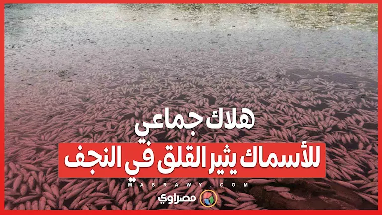 نقص المياه والصيد غير المشروع: موت جماعي للأسماك يثير القلق في النجف نقص المياه والصيد غير المشروع: موت جماعي للأسماك يثير القلق في النجف