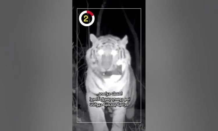نمر روسي يختطف كاميرا مراقبة من محمية للحياة البرية نمر روسي يختطف كاميرا مراقبة من محمية للحياة البرية