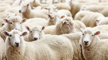 هل يحق لشخصين المشاركة في سهم واحد من الأضحية؟ أمين الفتوى يوضح الأمر