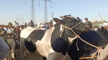 هل يمكن الجمع بين الأضحية والعقيقة في ذبيحة واحدة؟… توضيحات من عالم أزهري