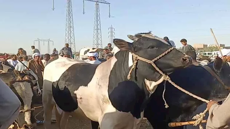 هل يمكن الجمع بين الأضحية والعقيقة في ذبيحة واحدة؟… توضيحات من عالم أزهري هل يمكن الجمع بين الأضحية والعقيقة في ذبيحة واحدة؟… توضيحات من عالم أزهري