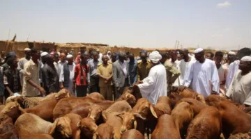 أكثر من 130 ألف شخص استفادوا من أضاحي منظمة صدقات الخيرية في عدة ولايات سودانية.