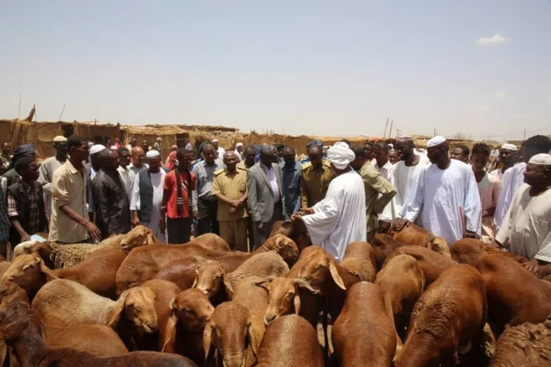 أكثر من 130 ألف شخص استفادوا من أضاحي منظمة صدقات الخيرية في عدة ولايات سودانية. أكثر من 130 ألف شخص استفادوا من أضاحي منظمة صدقات الخيرية في عدة ولايات سودانية.