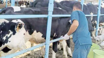 وجود حالات مصابة بالحمى القلاعية: استراتيجيات وقائية لحماية الثروة الحيوانية من الأمراض