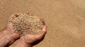 وزارة التموين تقترب من أهداف توريد القمح بإجمالي 3.9 مليون طن