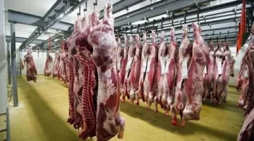 وزارة الزراعة: المسالخ الحكومية استقبلت أكثر من 28 ألف أضحية في ثلاثة أيام بمناسبة عيد الأضحى