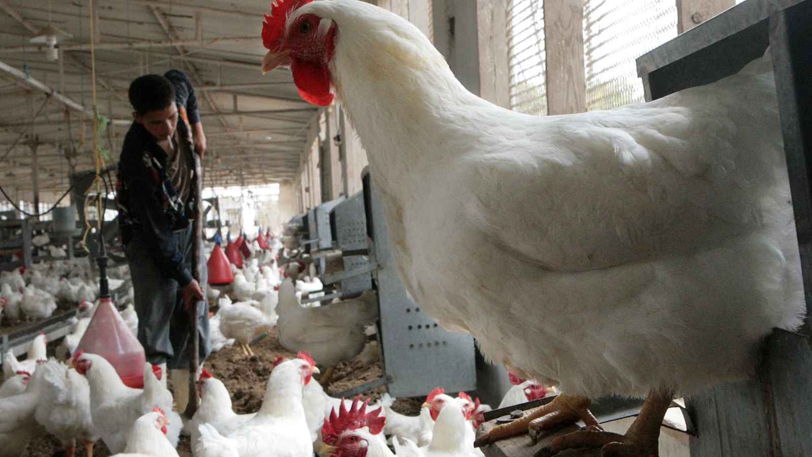 وزير الزراعة المصري لـ«إرم بزنس»: 97% من احتياجاتنا من الدواجن مُلباة محليًا وزير الزراعة المصري لـ«إرم بزنس»: 97% من احتياجاتنا من الدواجن مُلباة محليًا