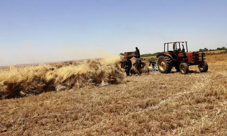 وزير الزراعة: تسليم 4 ملايين طن من القمح من الفلاحين حتى الآن وزير الزراعة: تسليم 4 ملايين طن من القمح من الفلاحين حتى الآن