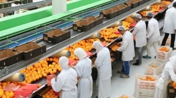 وزير الزراعة: حجم صادراتنا بلغ أكثر من 5.2 مليون طن ونسعى للوصول إلى 10 ملايين بحلول نهاية العام