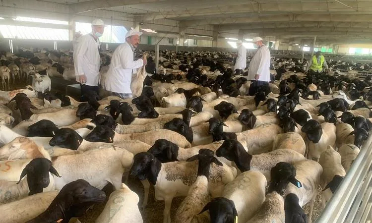 وزير الزراعة يراقب نشاط الوفد البيطري لمتابعة الإشراف على الأضاحي في السعودية وزير الزراعة يراقب نشاط الوفد البيطري لمتابعة الإشراف على الأضاحي في السعودية