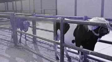 الطب البيطري في جنوب سيناء ينفي ذبح عجل ميت في الطور: تمت الذبح بشكل اضطراري وتحت إشراف بيطري دقيق.