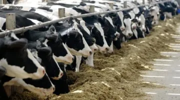 150 مليون جنيه لدعم 107 من المربين الصغار في إطار المشروع الوطني للبتلو