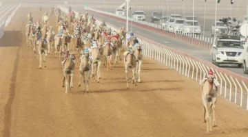 165 جولة في مهرجان العين لسباقات الإبل