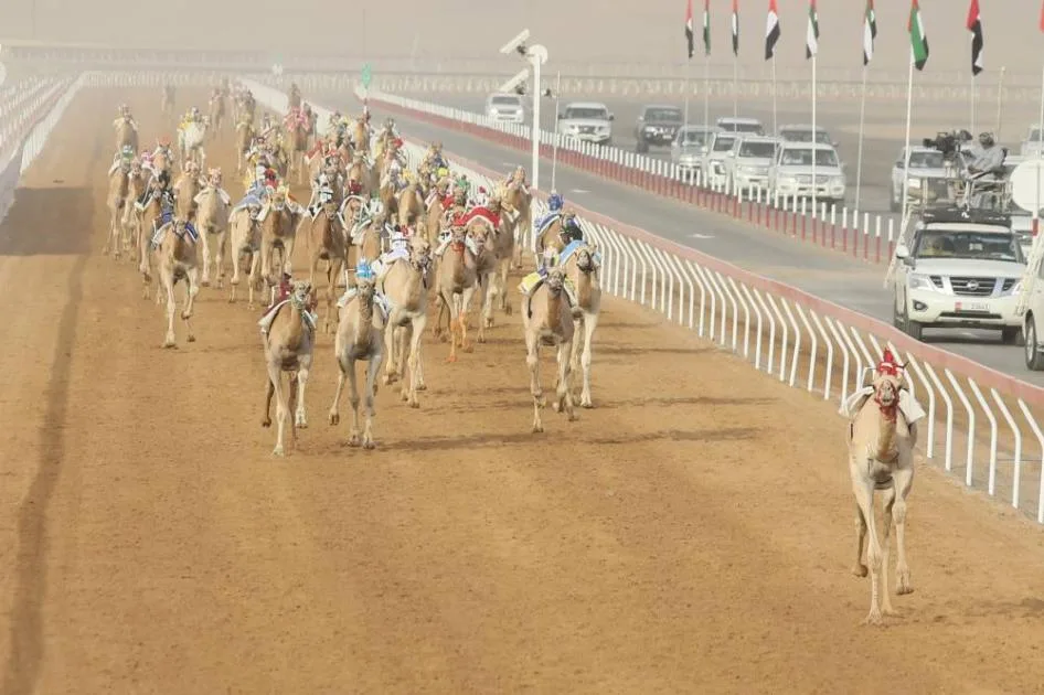 165 جولة في مهرجان العين لسباقات الإبل 165 جولة في مهرجان العين لسباقات الإبل