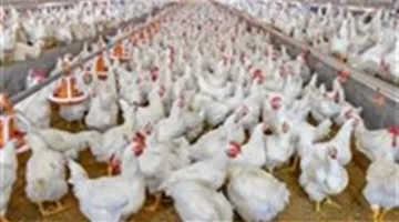 أسعار الدواجن اليوم الثلاثاء 1 يوليو في السوق والبورصة